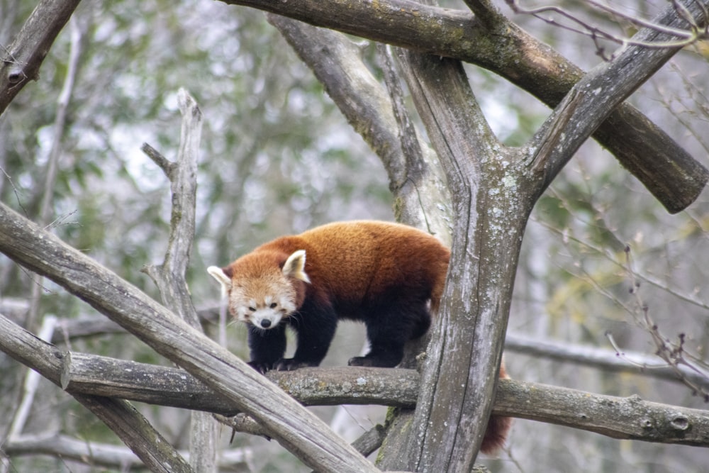 a red panda standing on top of a tree branch