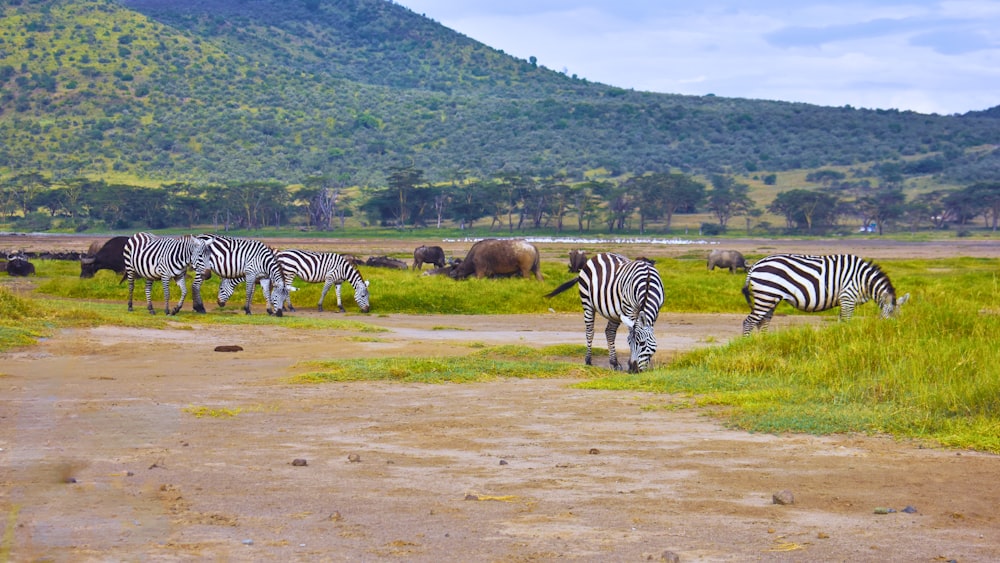 a herd of zebra grazing on a lush green field