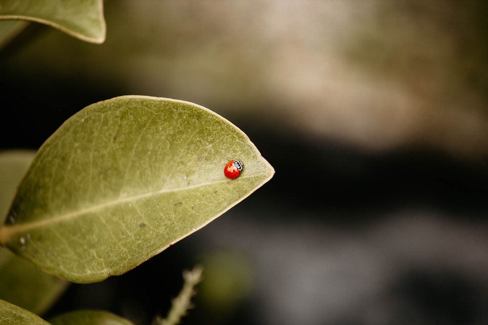 a red ladybug sitting on a green leaf