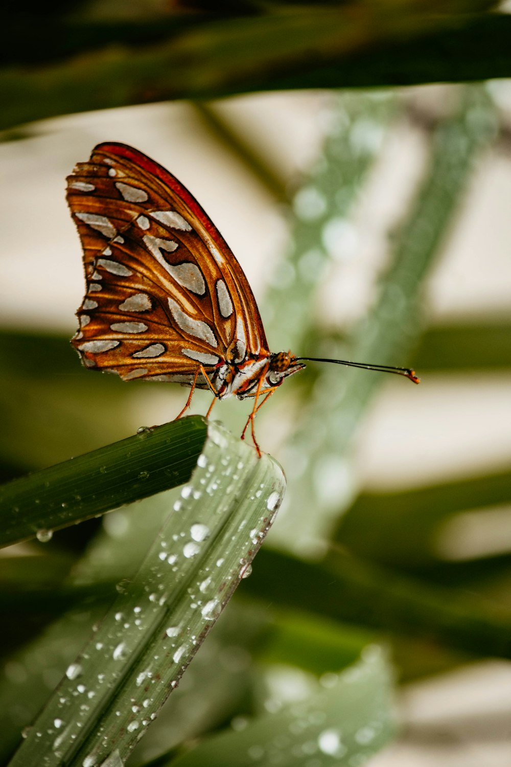 a close up of a butterfly on a plant