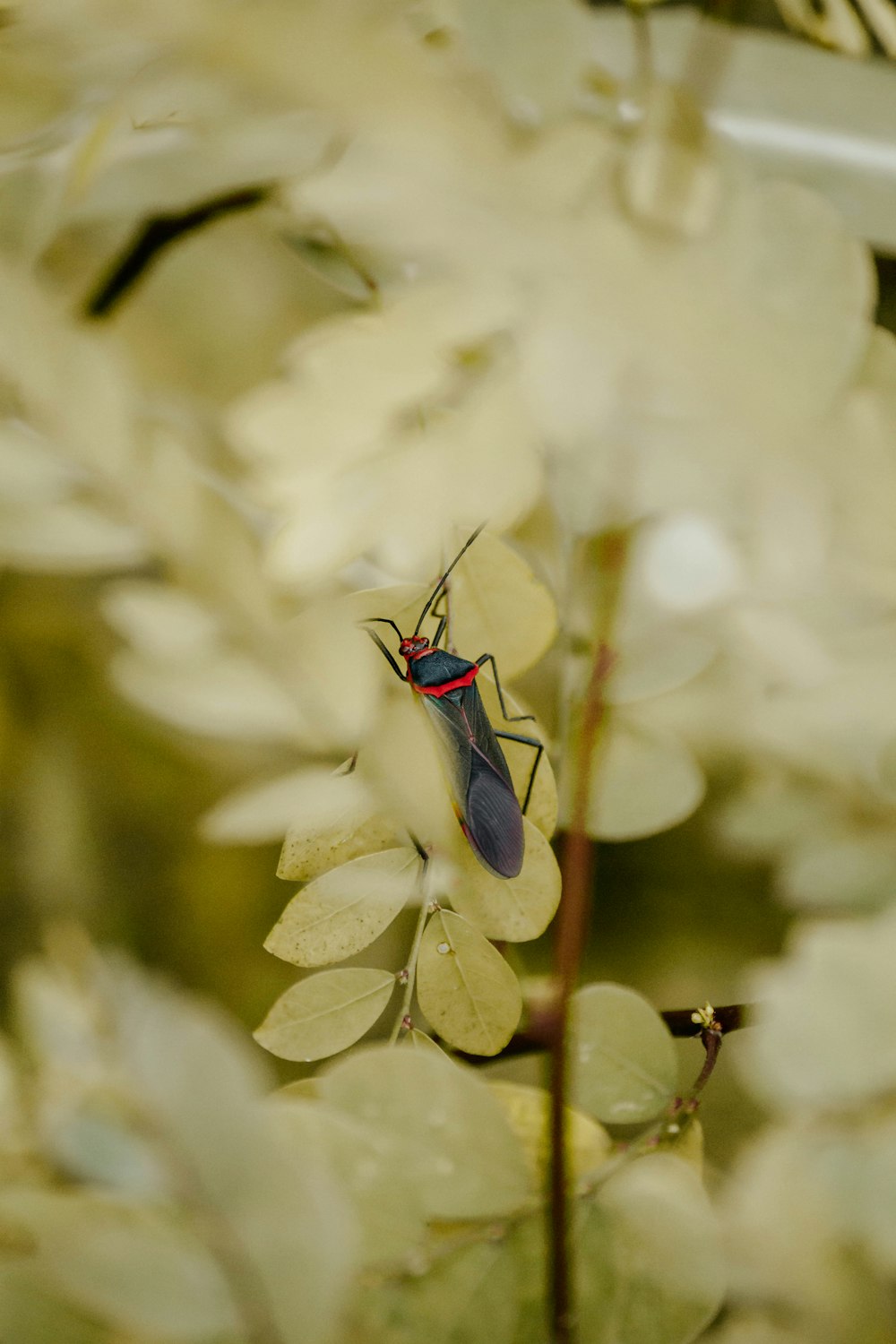 a bug sitting on top of a leaf covered plant