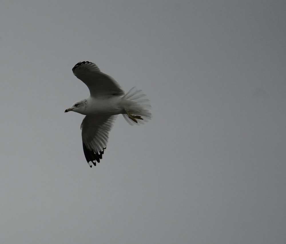 a white bird flying through a gray sky