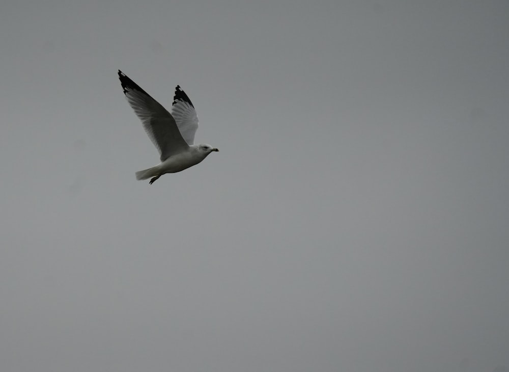 a white bird flying through a gray sky