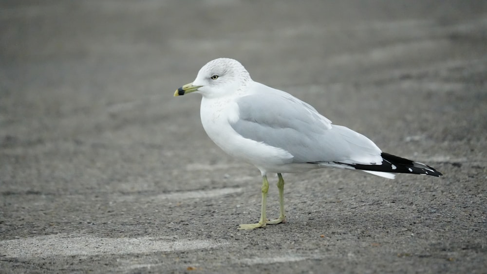 a white and black bird standing on the ground