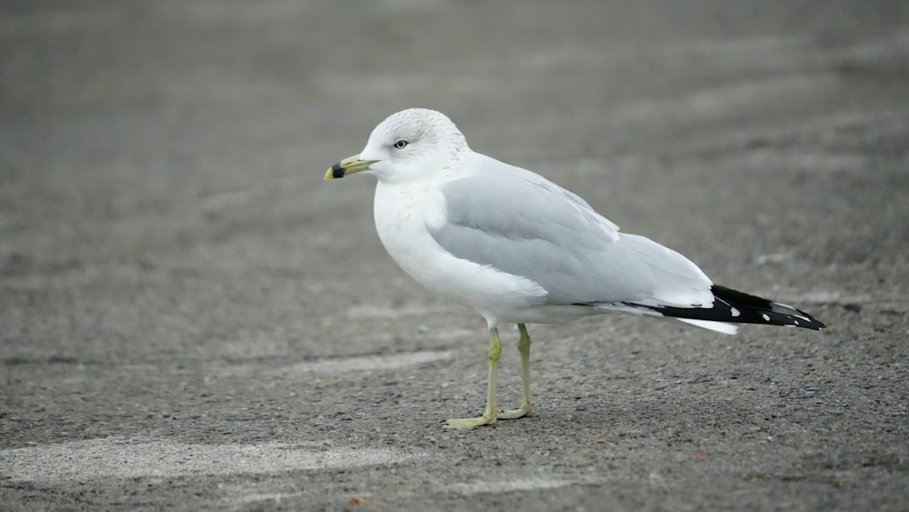 un uccello bianco e nero in piedi a terra