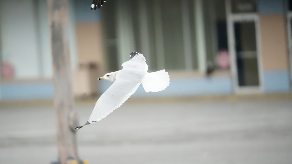 Un oiseau blanc vole près d’un poteau