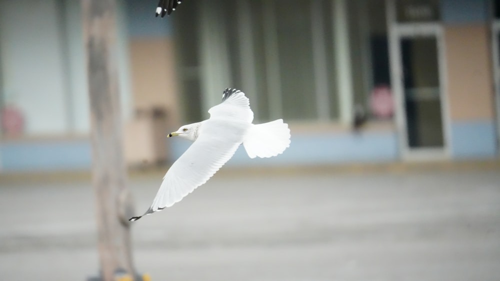 a white bird is flying near a pole