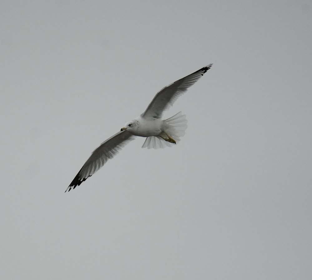 un uccello bianco che vola attraverso un cielo grigio