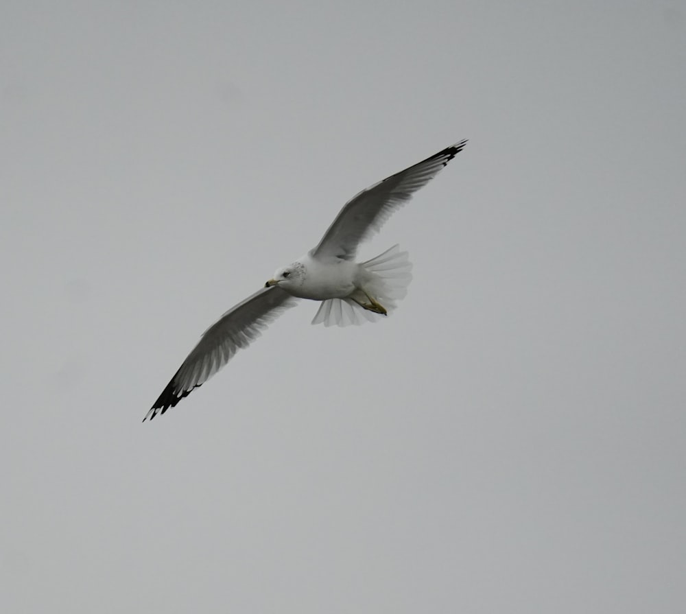 a white bird flying through a gray sky