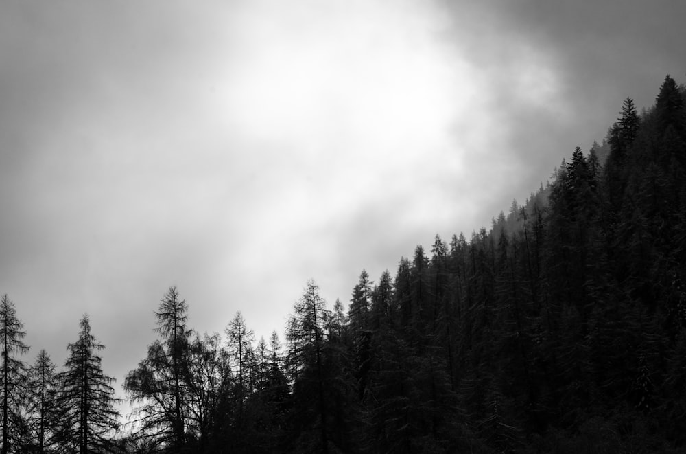 une photo en noir et blanc d’une forêt