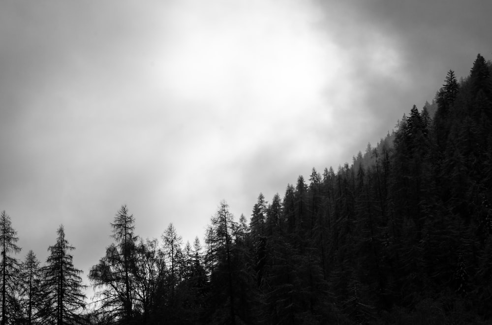 a black and white photo of a forest