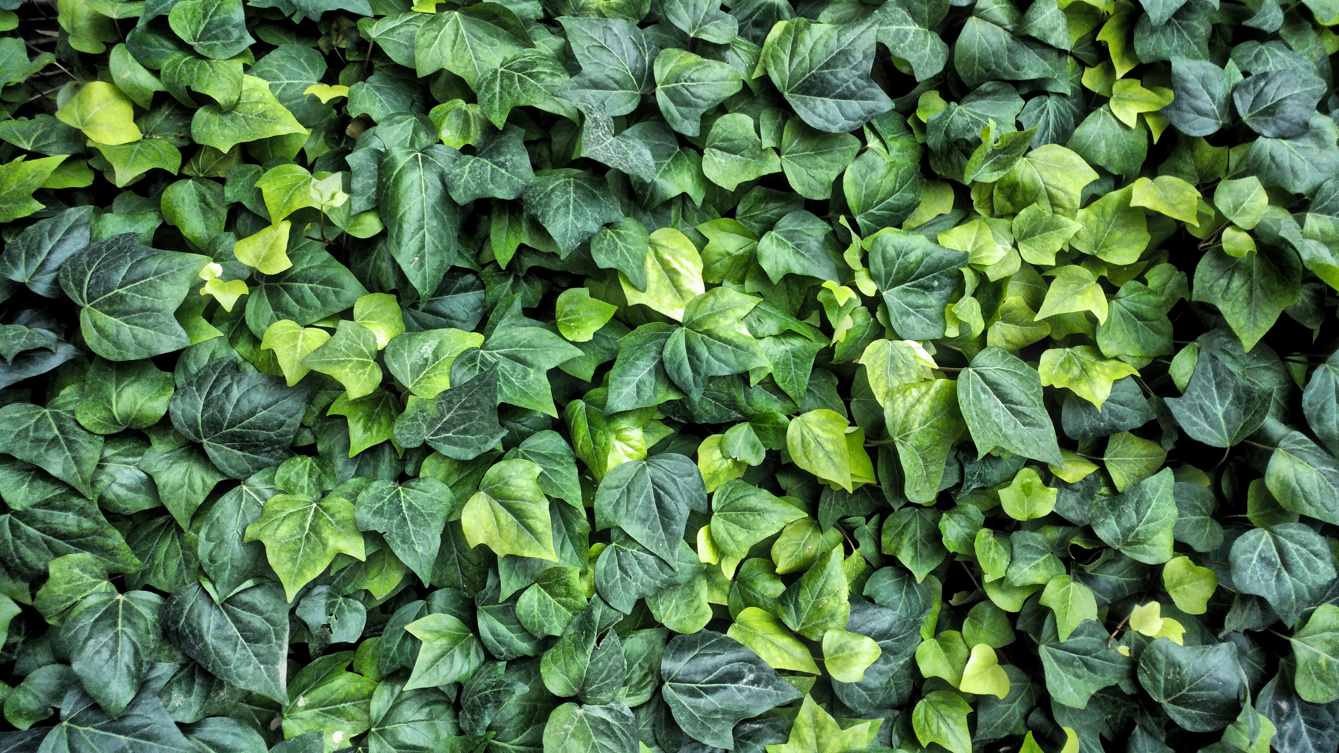 Photo by mohammadreza_es