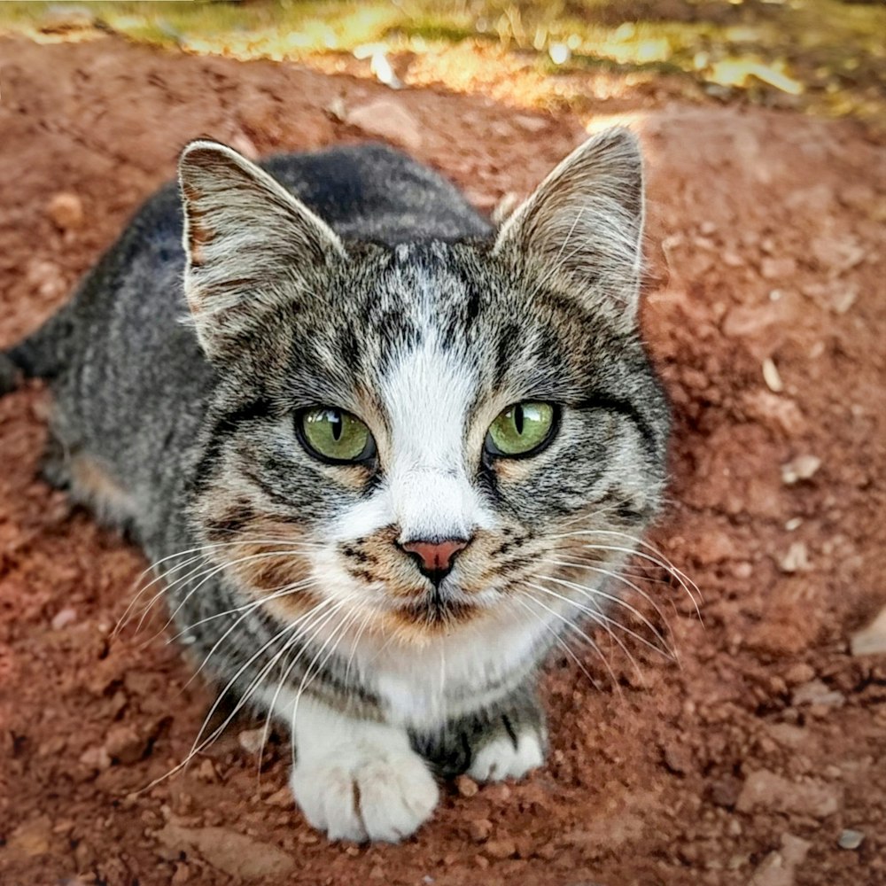 a cat sitting in the dirt looking at the camera