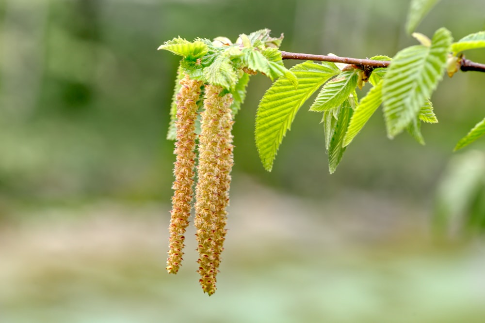 a close up of a tree branch with leaves