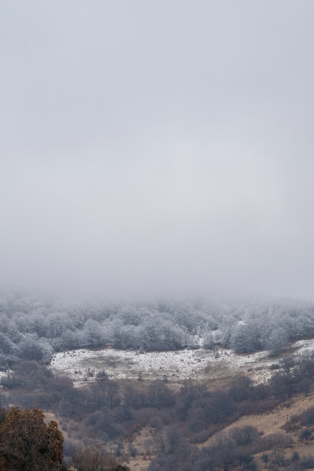 a foggy landscape with a few trees and bushes