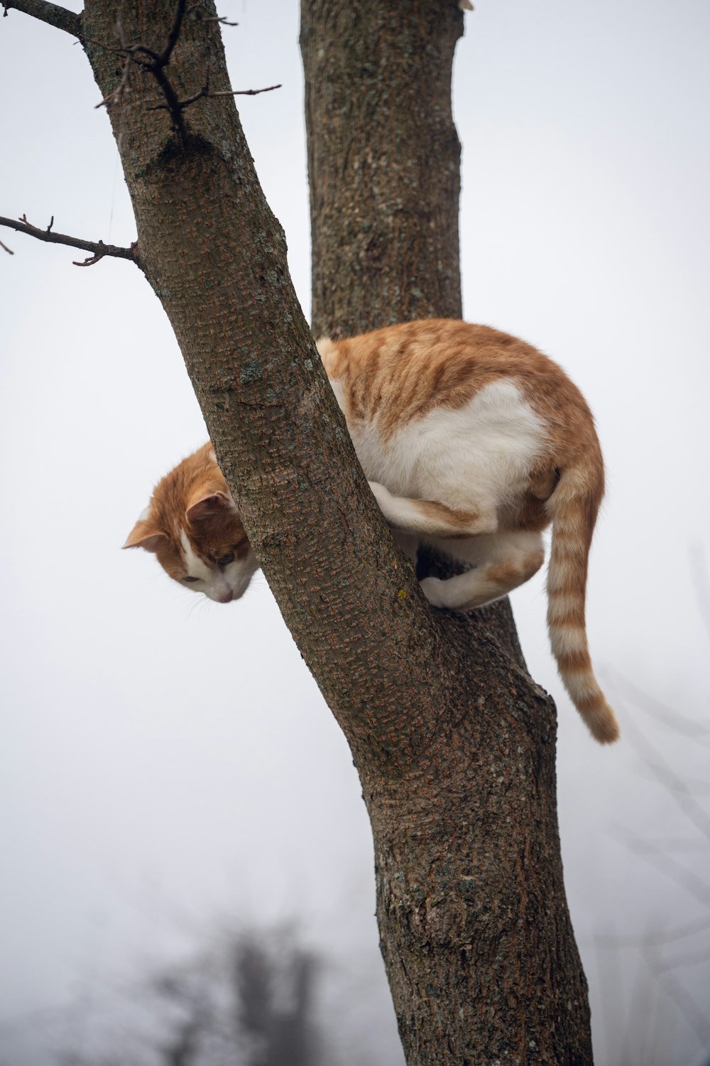 an orange and white cat climbing up a tree