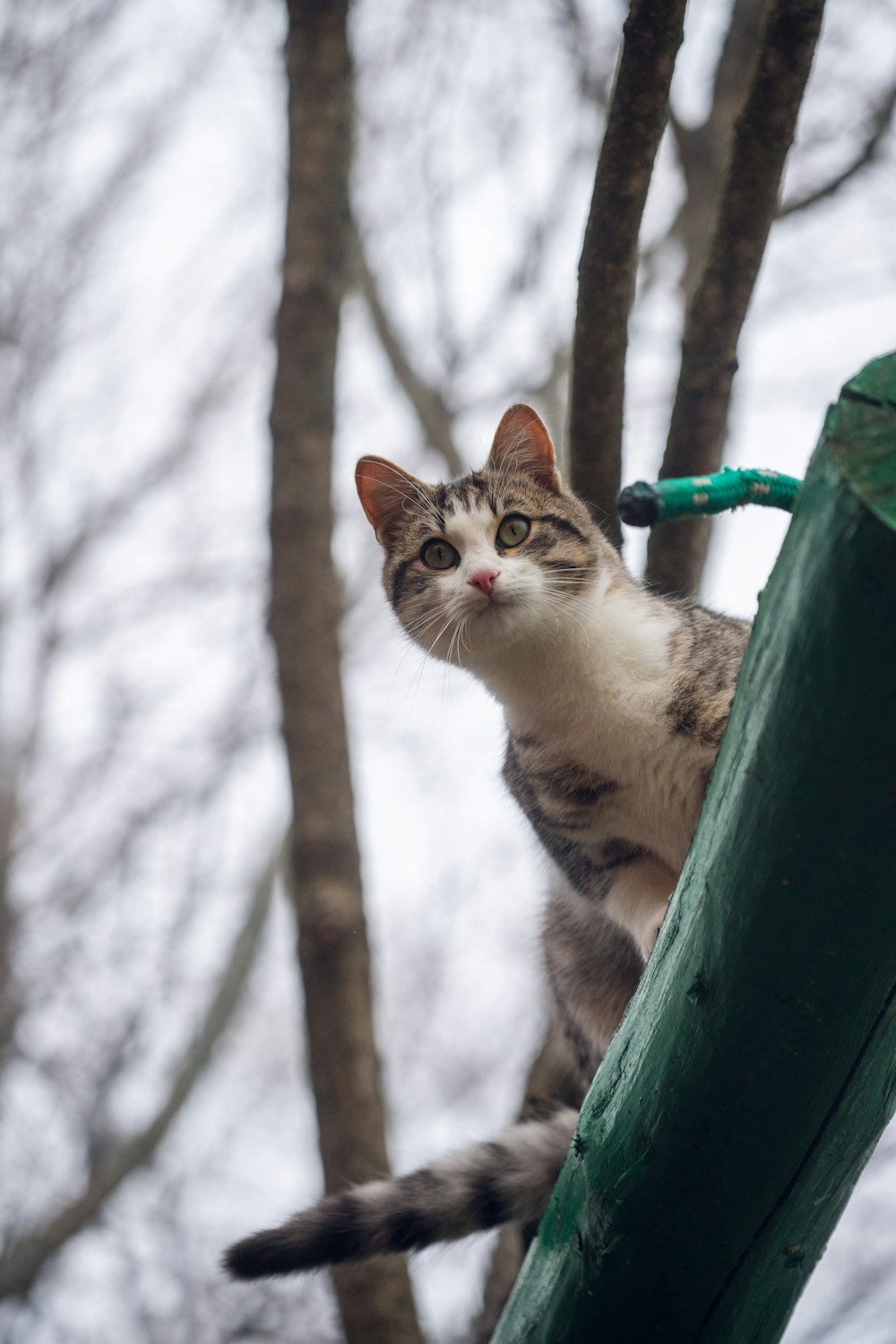 a cat sitting on top of a green pole next to a tree