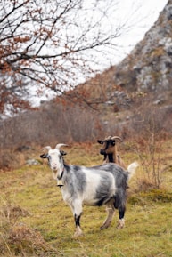 a couple of goats standing on top of a grass covered field