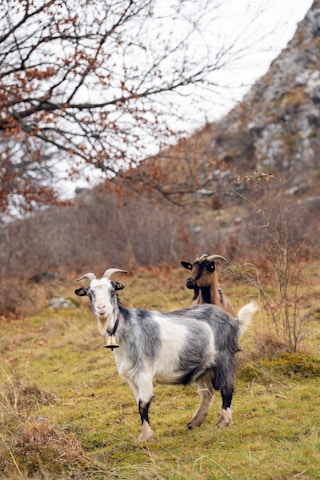 a couple of goats standing on top of a grass covered field