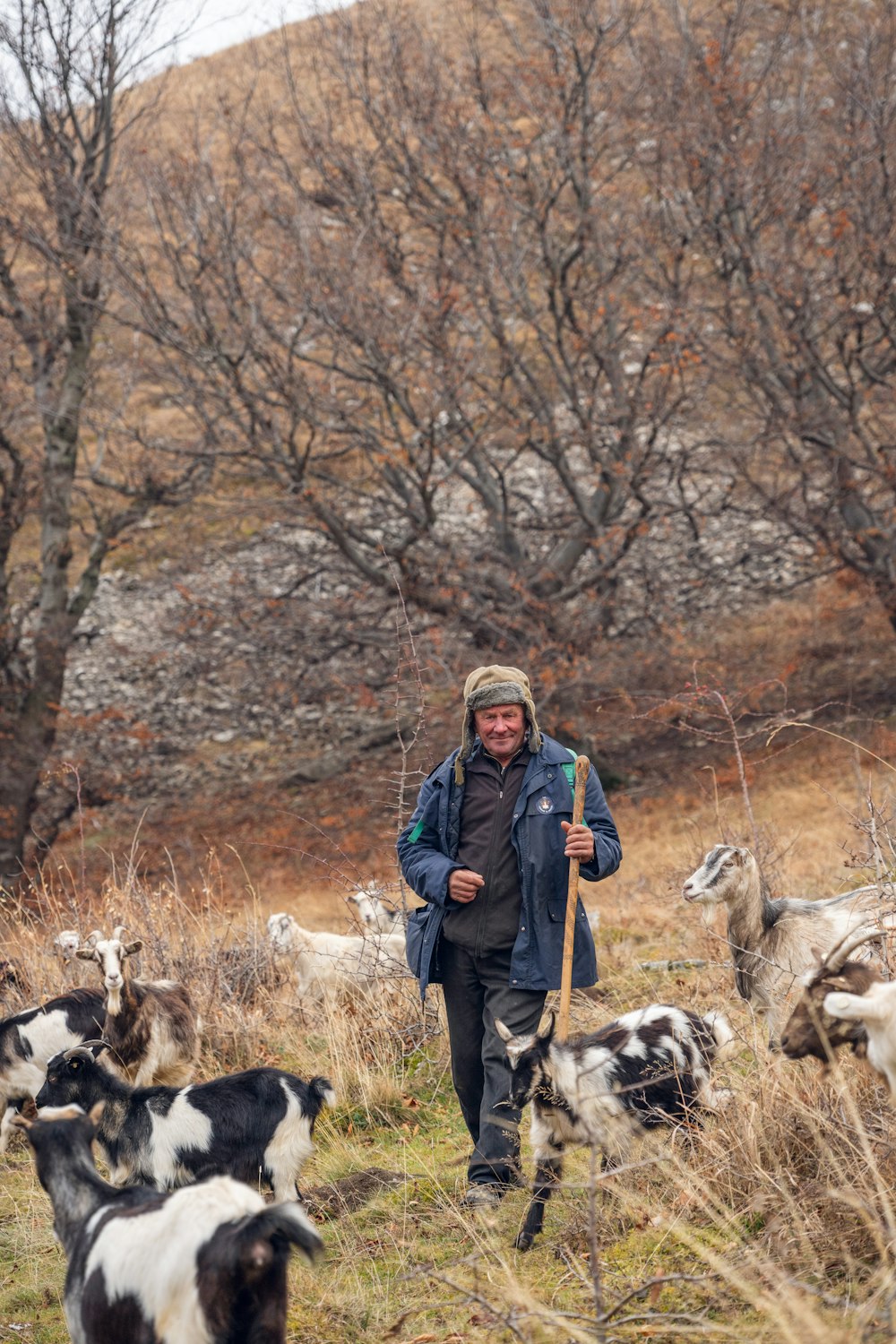 a man walking through a field with lots of cows