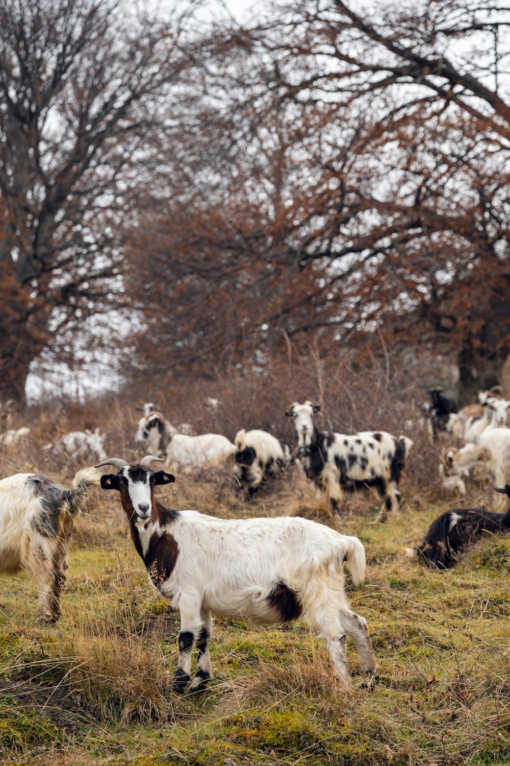 a herd of goats grazing in a field