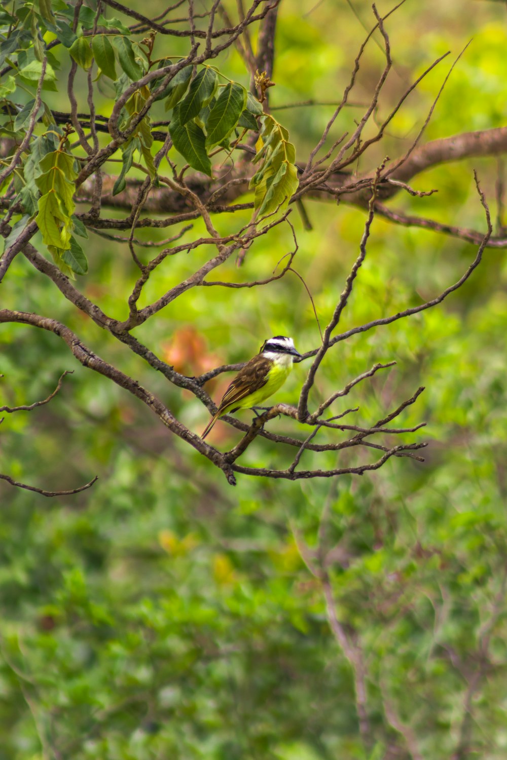 a small bird perched on a tree branch