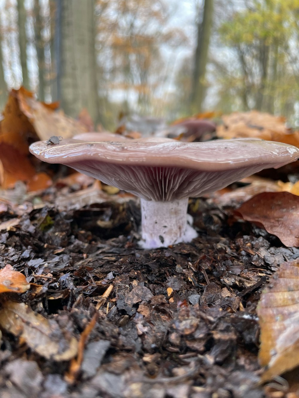 a mushroom sitting on top of a pile of leaves