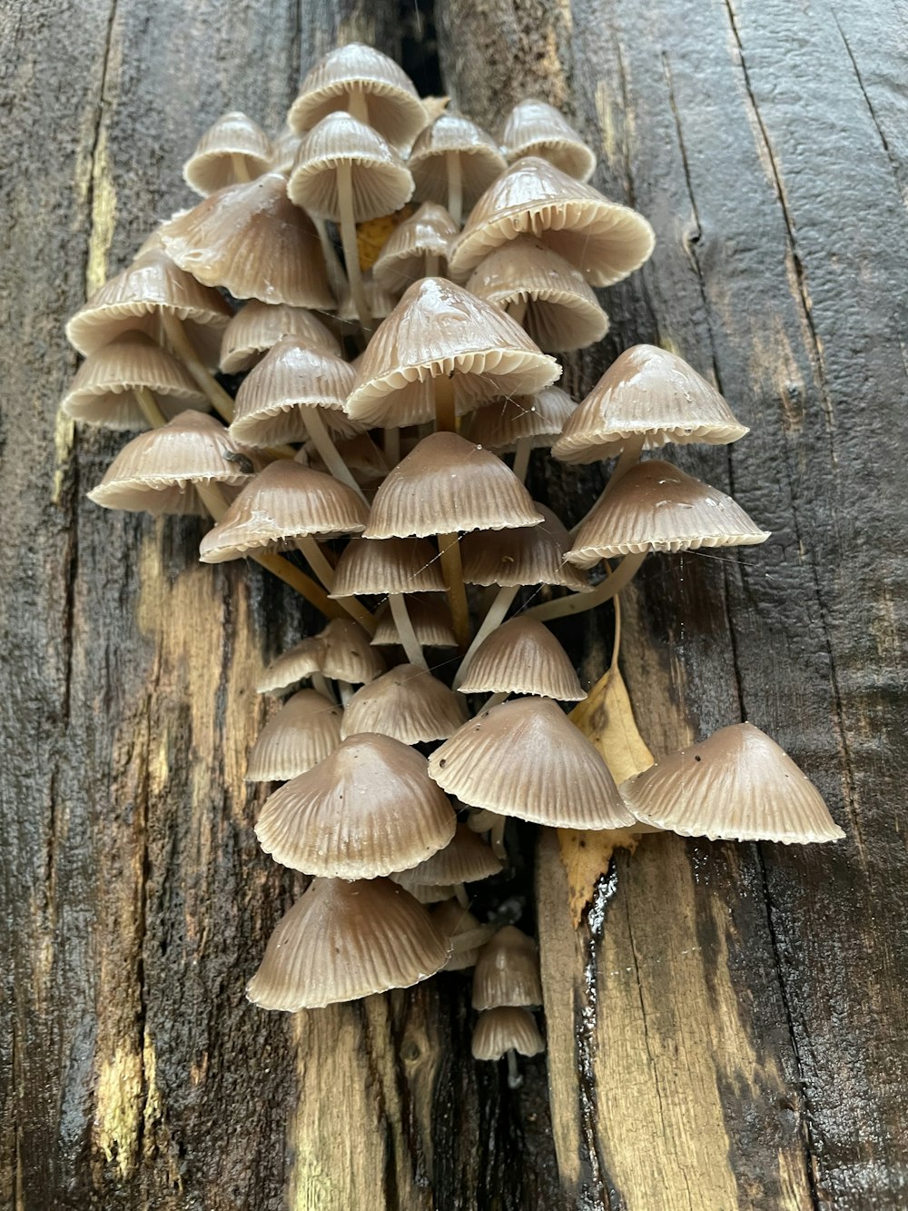 a bunch of mushrooms growing out of a log