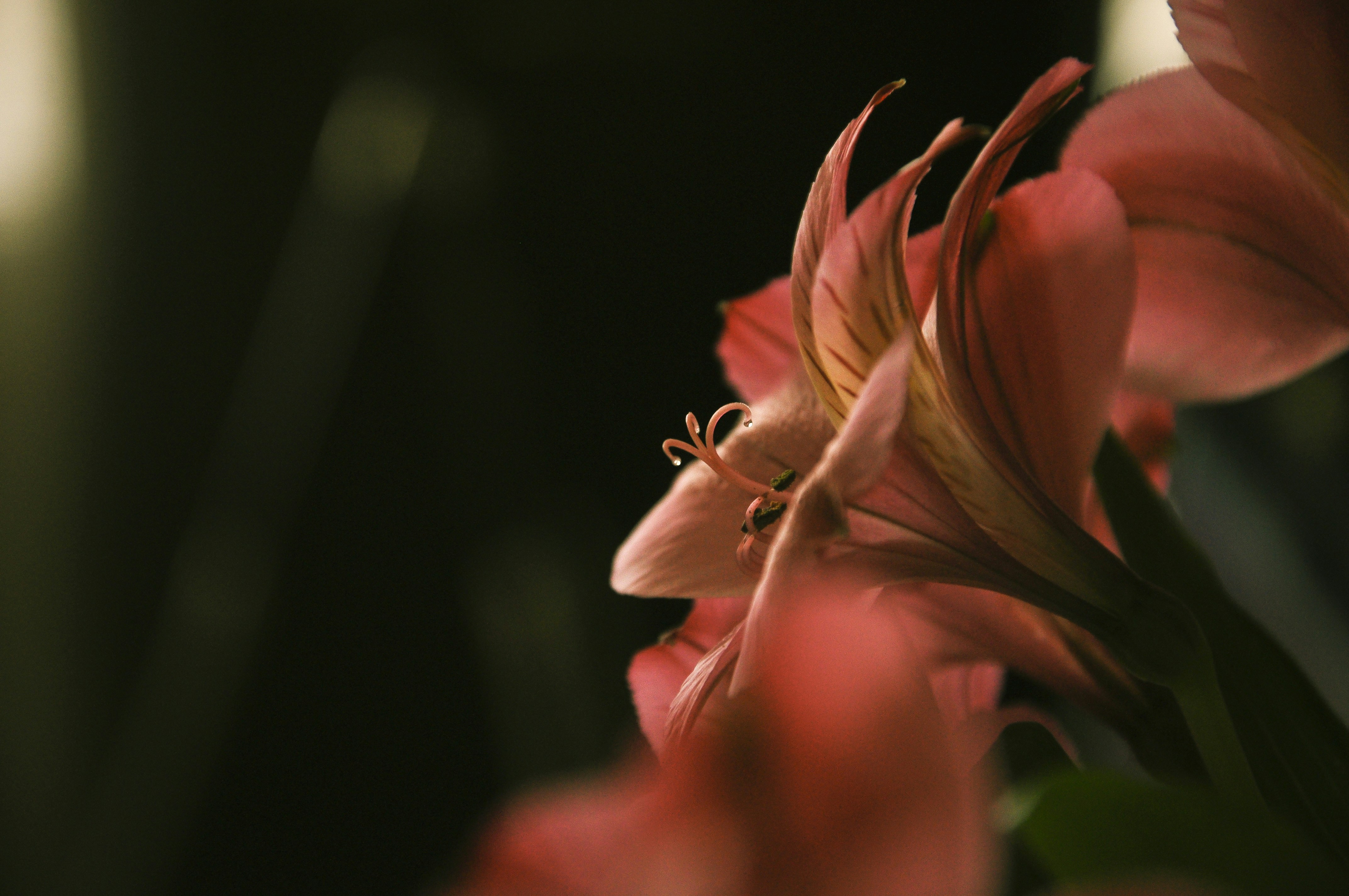 Photo by litli_hrafn