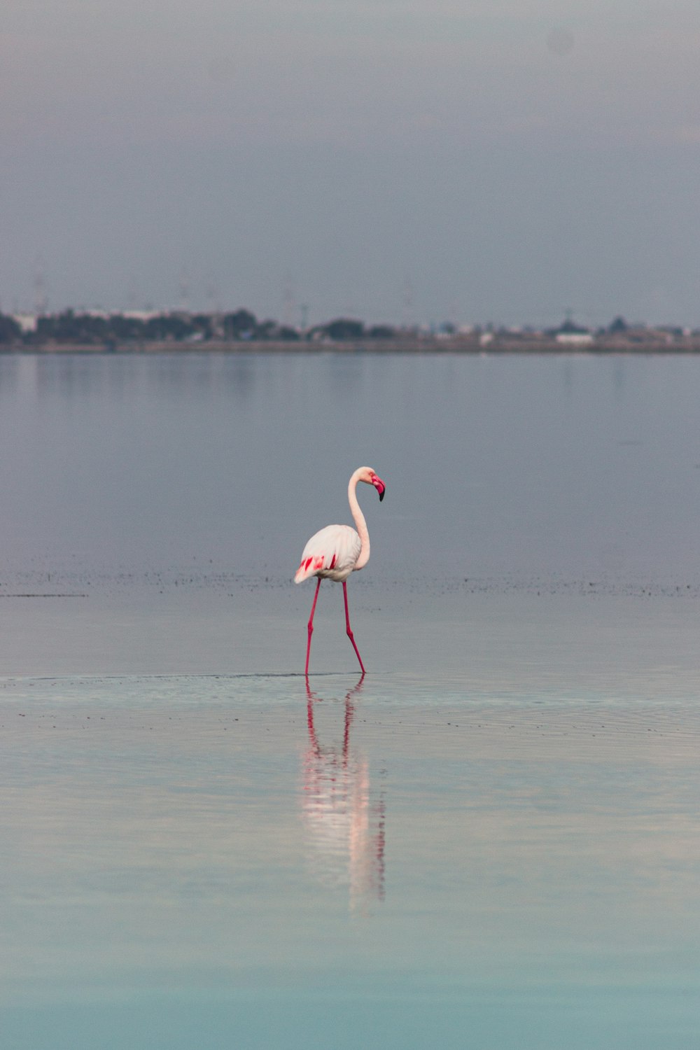 a flamingo walking across a large body of water