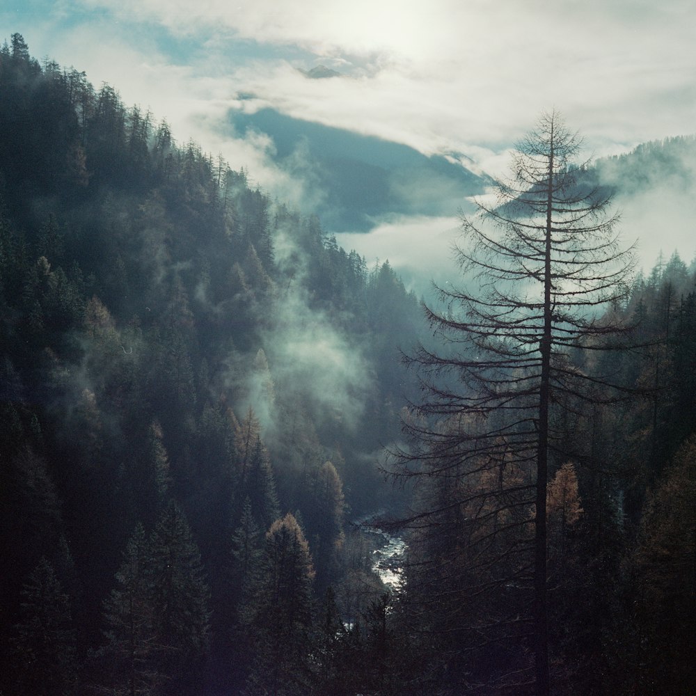 a view of a mountain with trees and clouds