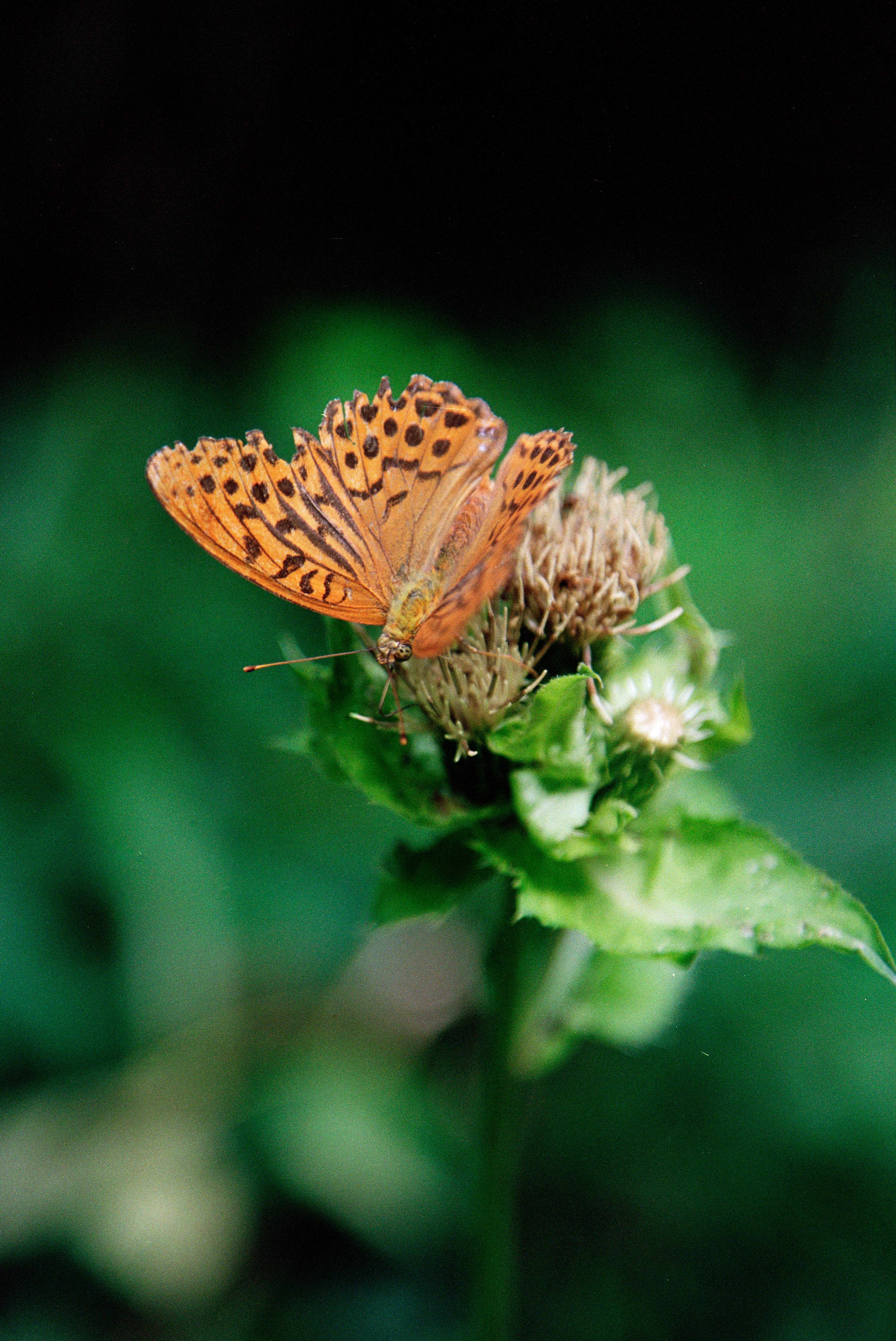 Photo by mcob