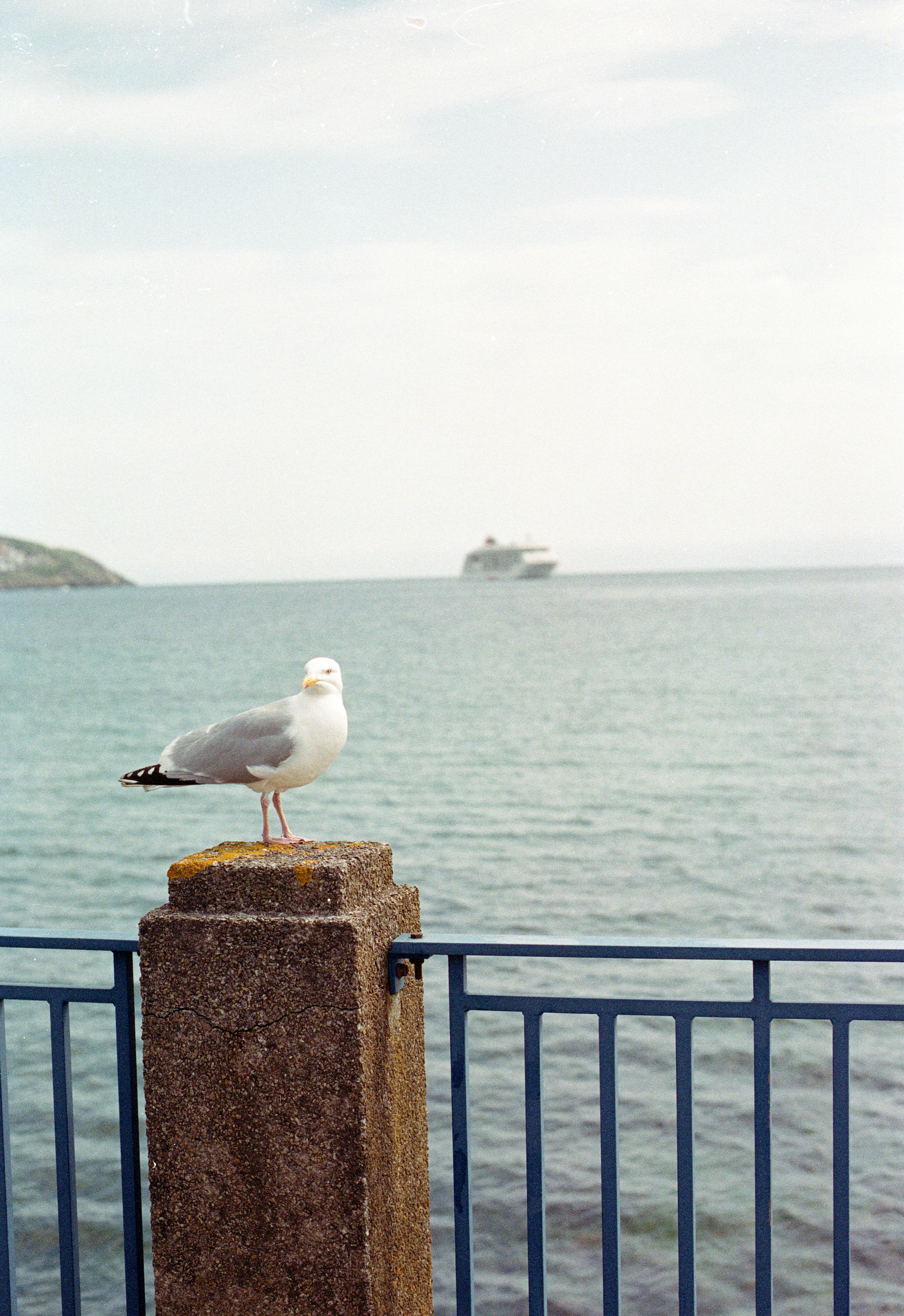 eine Möwe sitzt auf einem Pfosten neben dem Meer