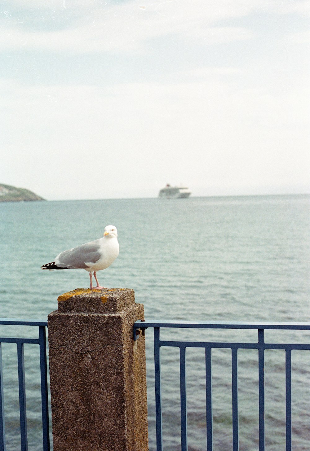 a seagull sitting on a post next to the ocean