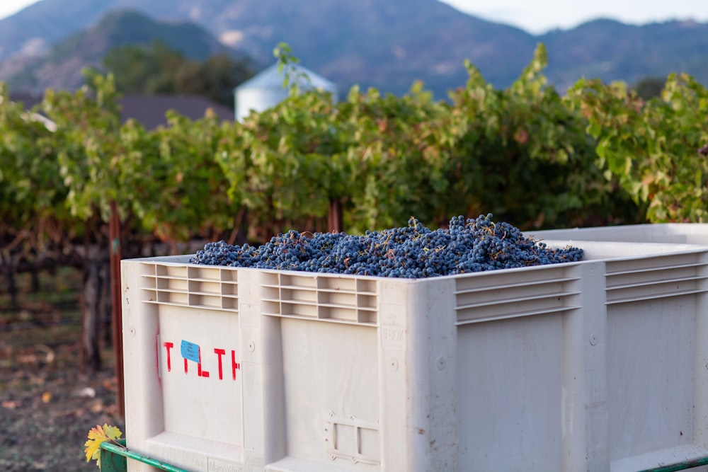 a crate of grapes in a vineyard with mountains in the background