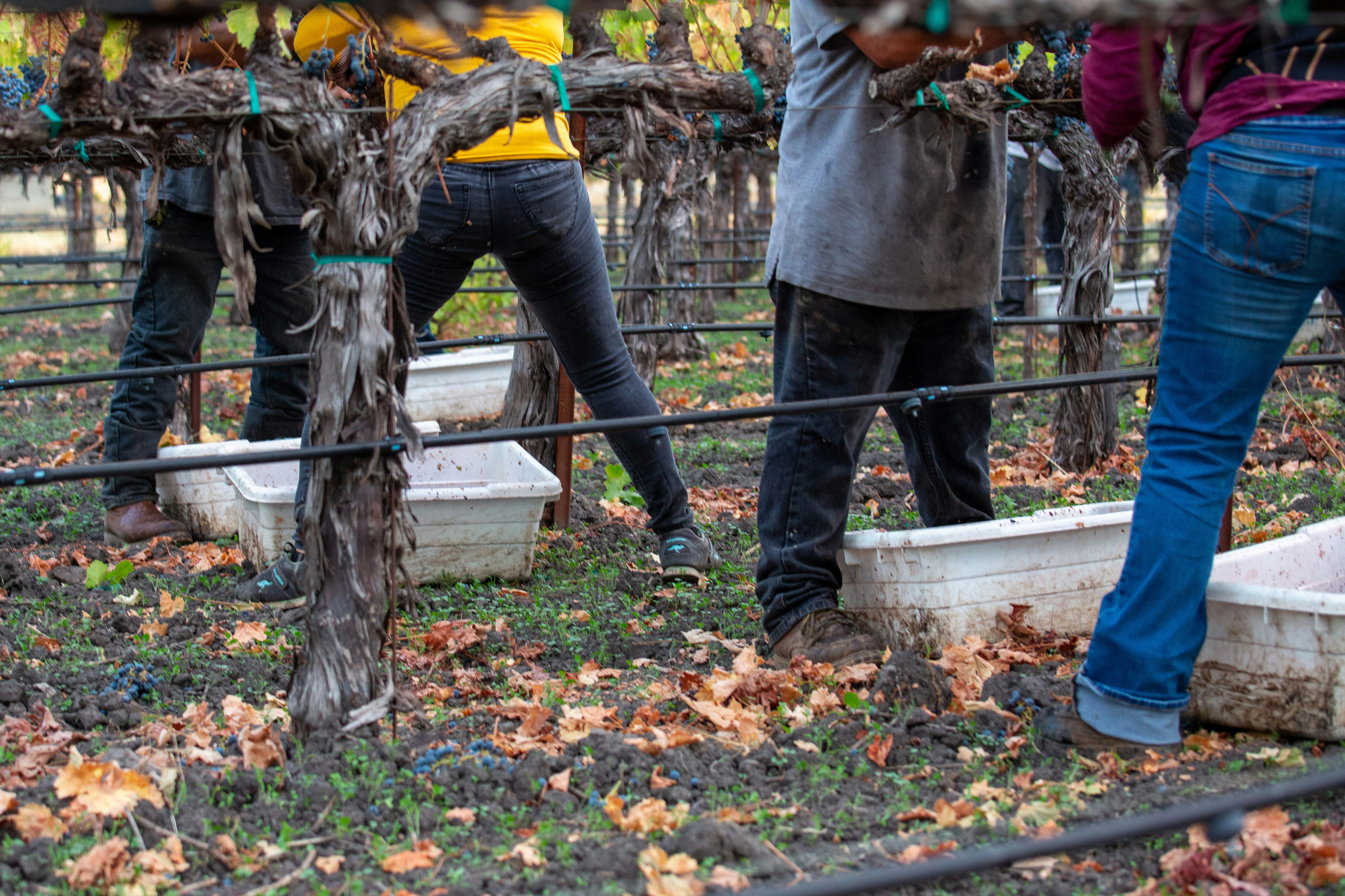 Napa Valley vineyard during harvest season with workers picking ripe purple grapes from vines, showing autumn colors and active grape harvesting in golden afternoon sunlight