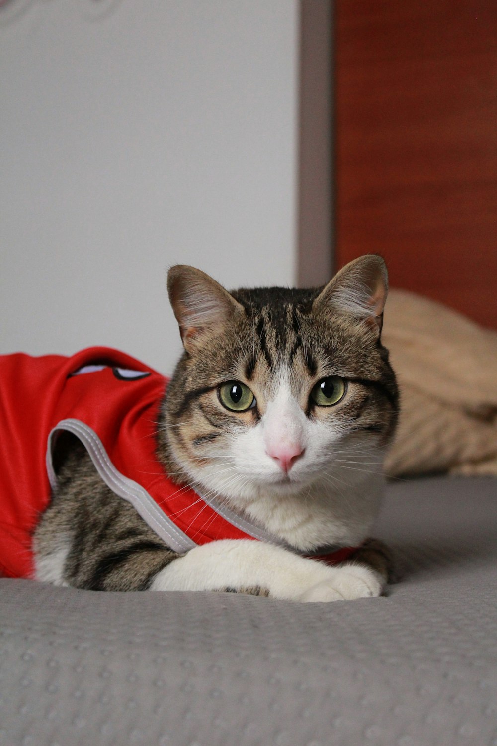 a cat wearing a red shirt laying on a bed