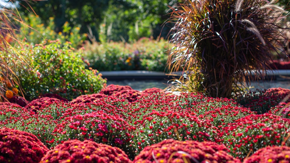 a garden filled with lots of red flowers