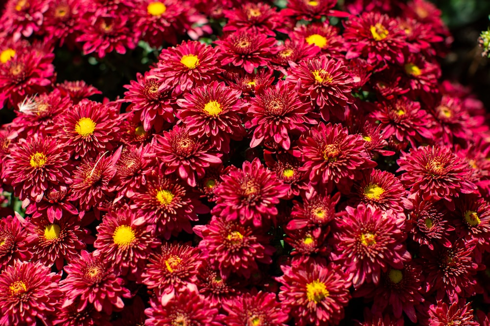 a bunch of red flowers with yellow centers