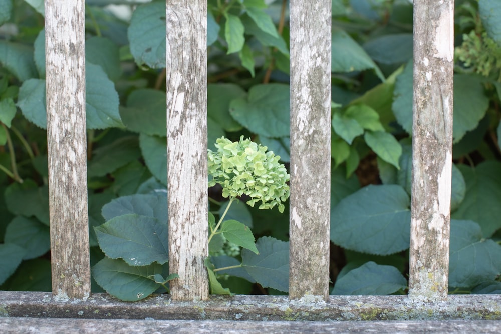 a green flower is growing through a wooden fence