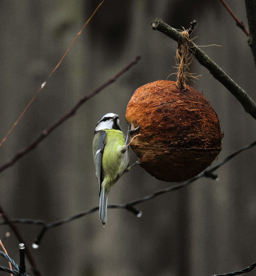 a bird is eating a nut from a tree