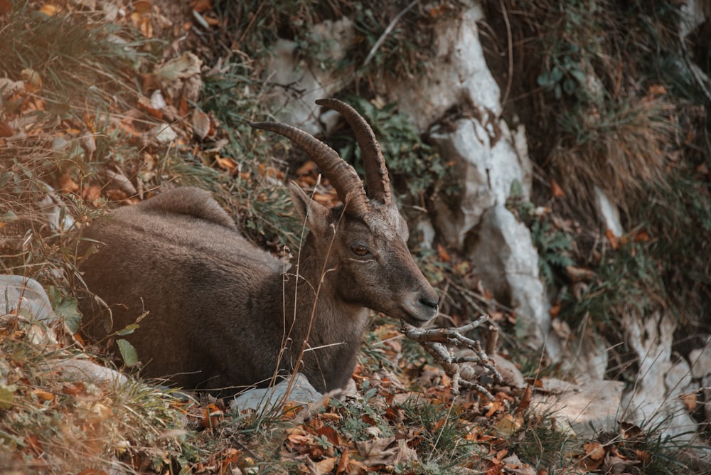 an animal with long horns standing in a forest