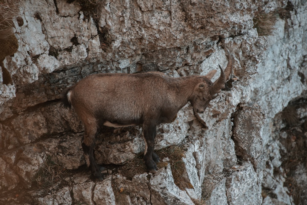 a mountain goat standing on a rocky cliff