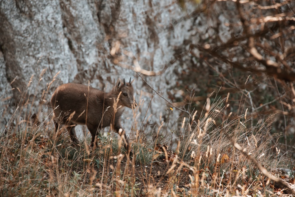 a small animal walking through a grass covered field