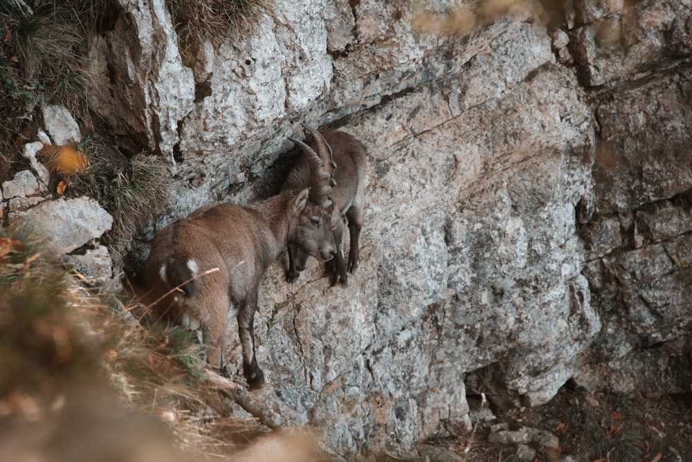 a mountain goat climbing up a rocky cliff