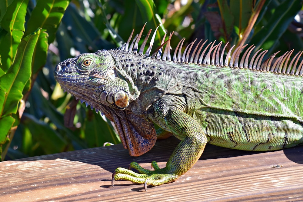 a large green lizard sitting on top of a wooden table