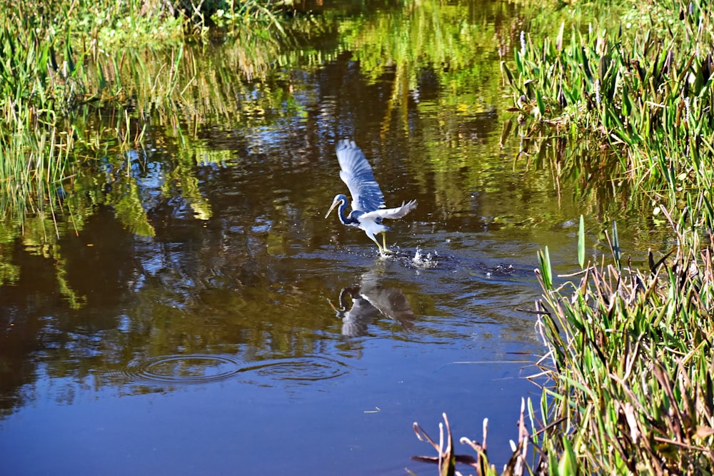 a bird flying over a body of water