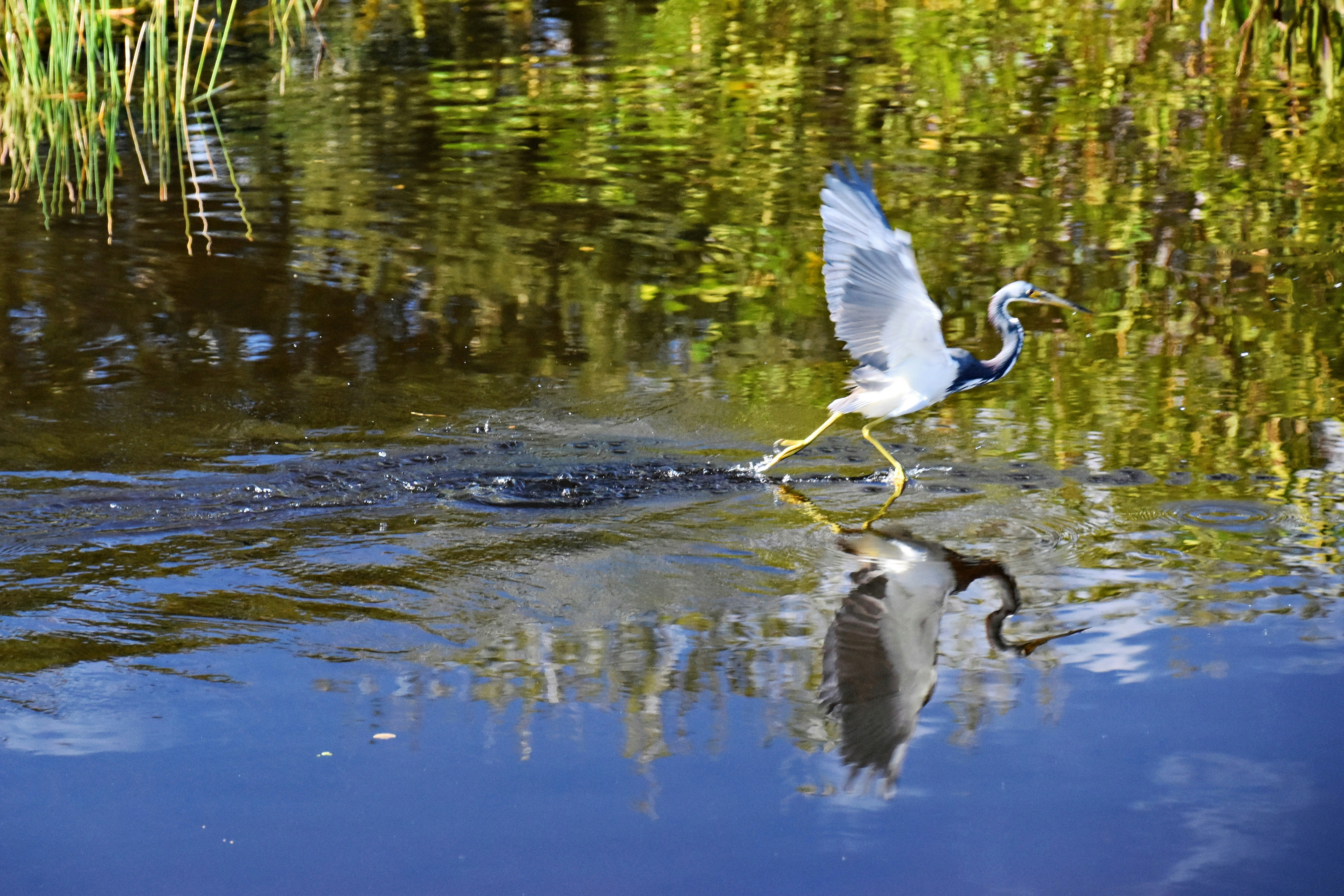 a bird flying over a body of water