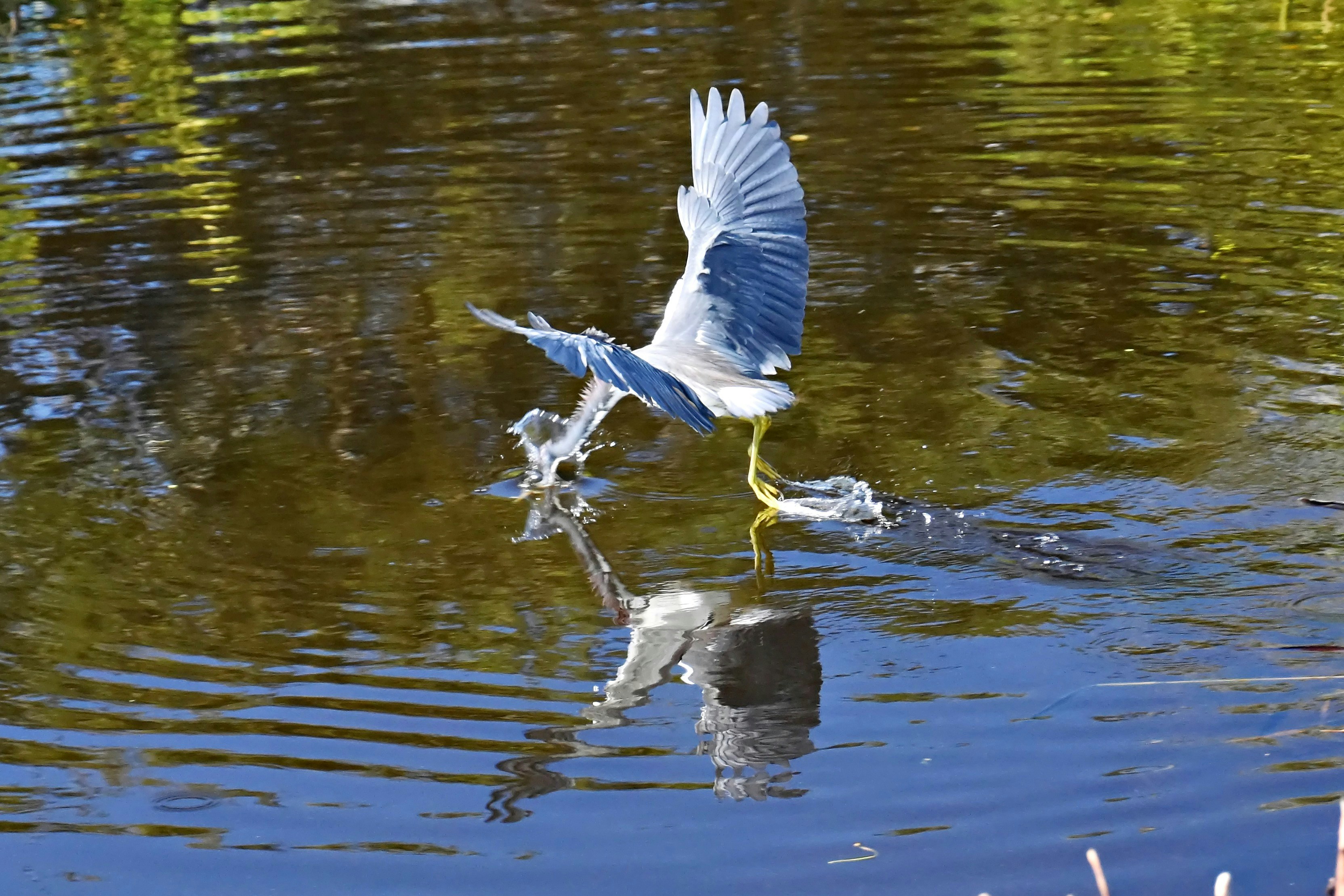 a bird is flying low over the water