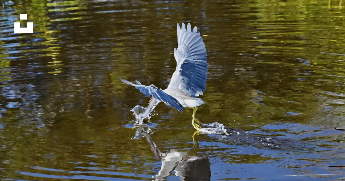 Padulo A bird is flying low over the water photo – Free Hagen ranch road Image ...